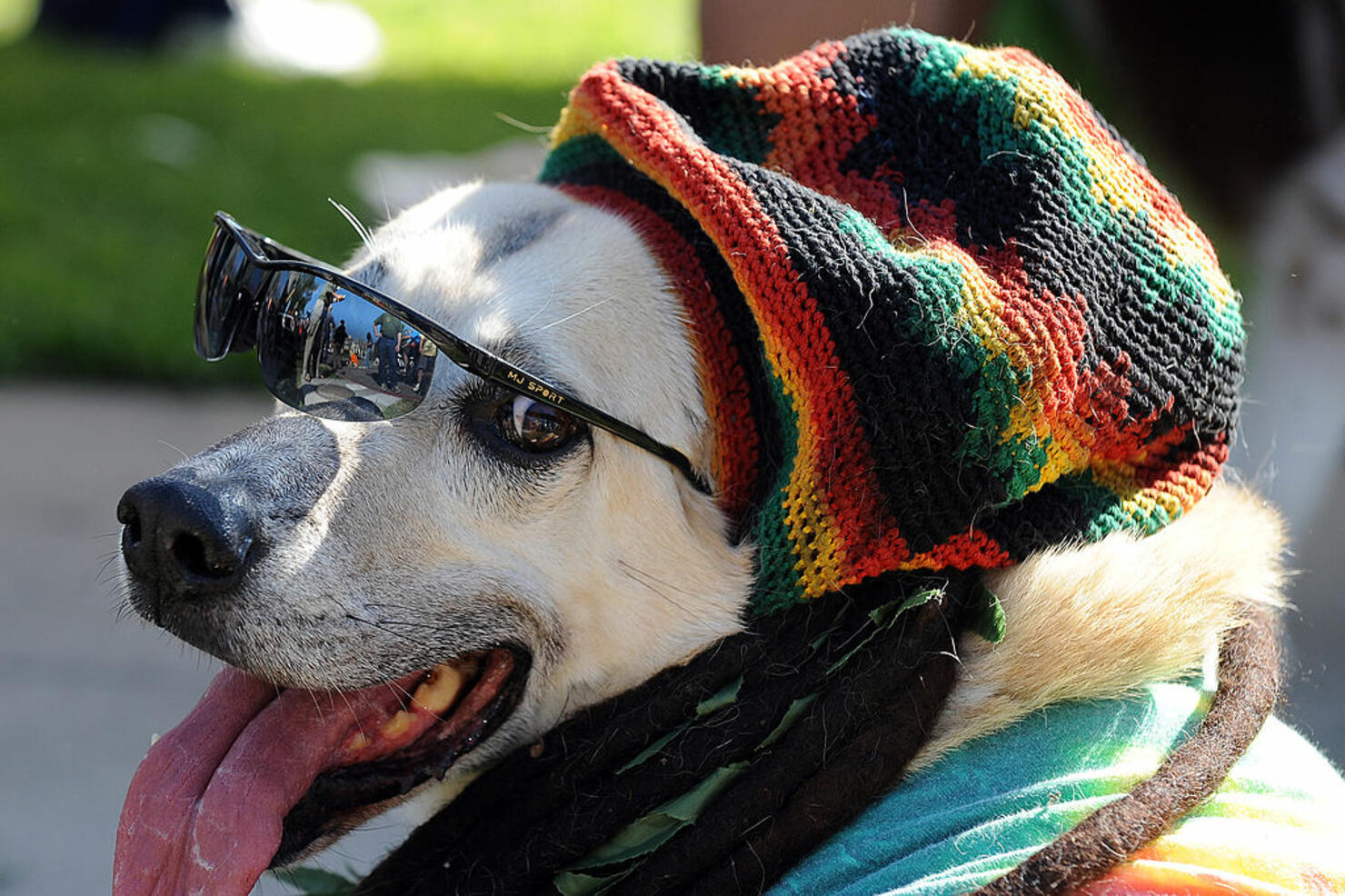 A dog dressed in a reggae costume attend