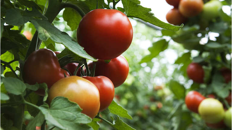 field of organic tomatoes
