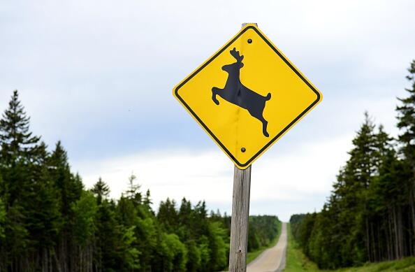 A picture taken on June 18, 2015 shows a deer crossing sign along the scenic Fundy Coastal road, in New Brunswick, Canada.  AFP PHOTO / FRANCK FIFE        (Photo credit should read FRANCK FIFE/AFP/Getty Images)
