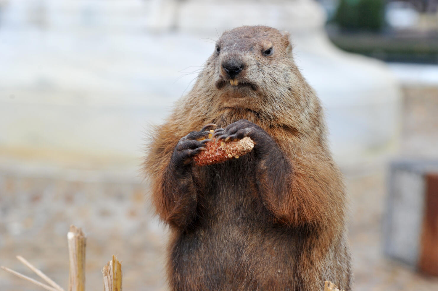 Groundhog