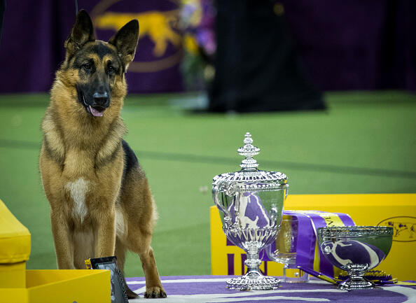 NEW YORK, NY - FEBRUARY 14: Rumor the German Shepherd and handler Kent Boyles pose for photos after winning Best In Show at the Westminster Kennel Club Dog Show at Madison Square Garden, February 14, 2017 in New York City. There are 2874 dogs entered in this show with a total entry of 2908 in 200 different breeds or varieties, including 23 obedience entries. (Photo by Drew Angerer/Getty Images)