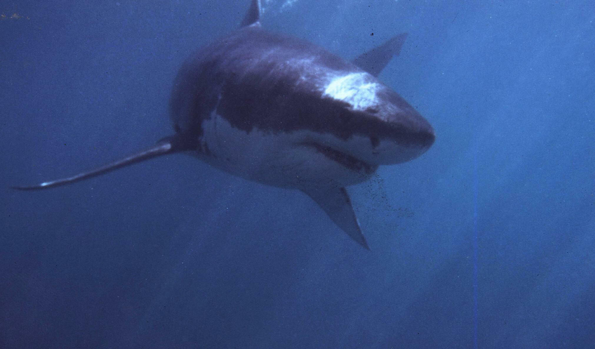 A Listener Hooks a Great White Shark in the Keys - Thumbnail Image