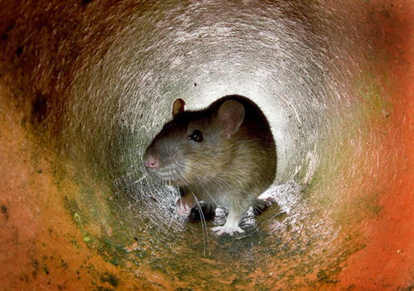 LONDON, UNITED KINGDOM:  This undated photo shows a rat in the a pipe in London. Ageing sewers, insufficient garbage collection, a lack of resources to tackle the problem: it all adds up to a growing rat population in London, one of the world's wealthiest