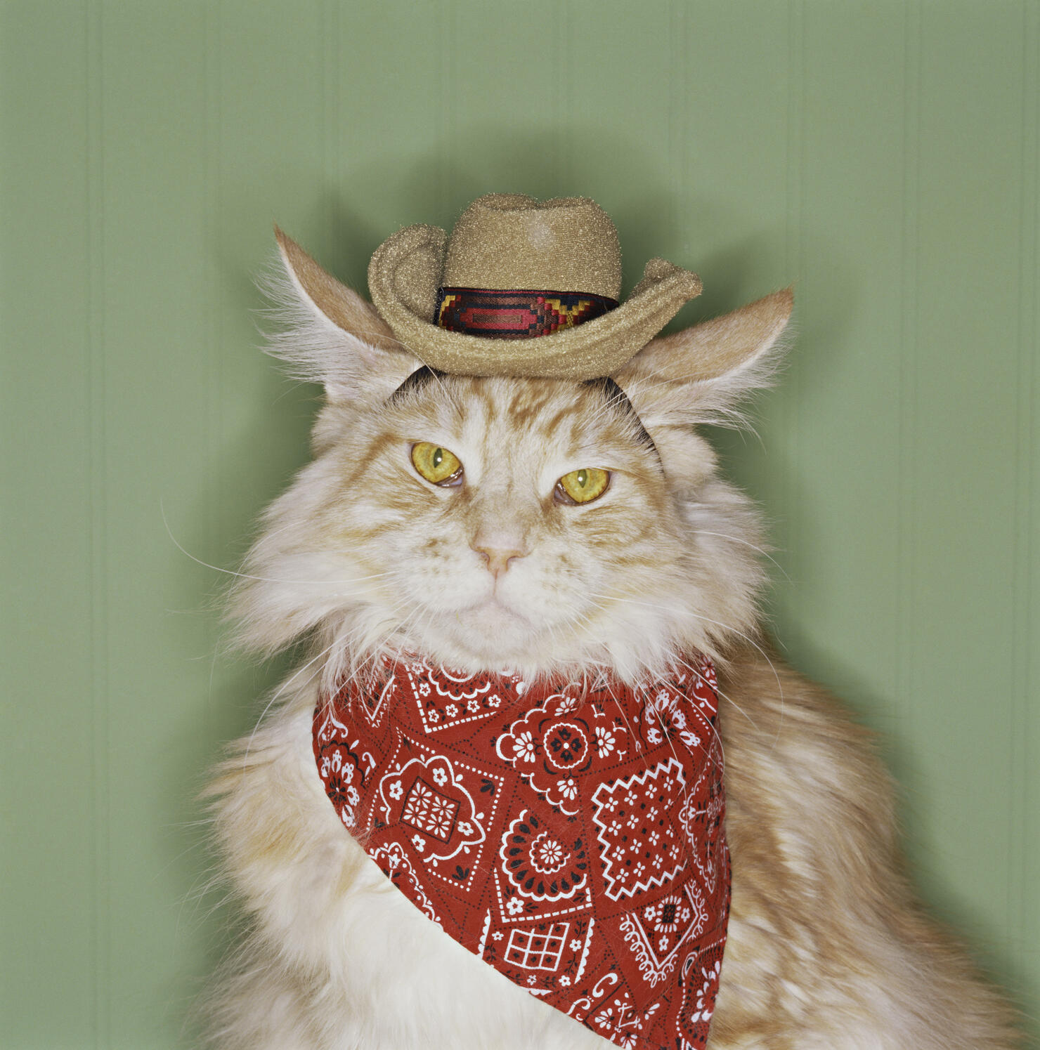  Cowboy Kitty