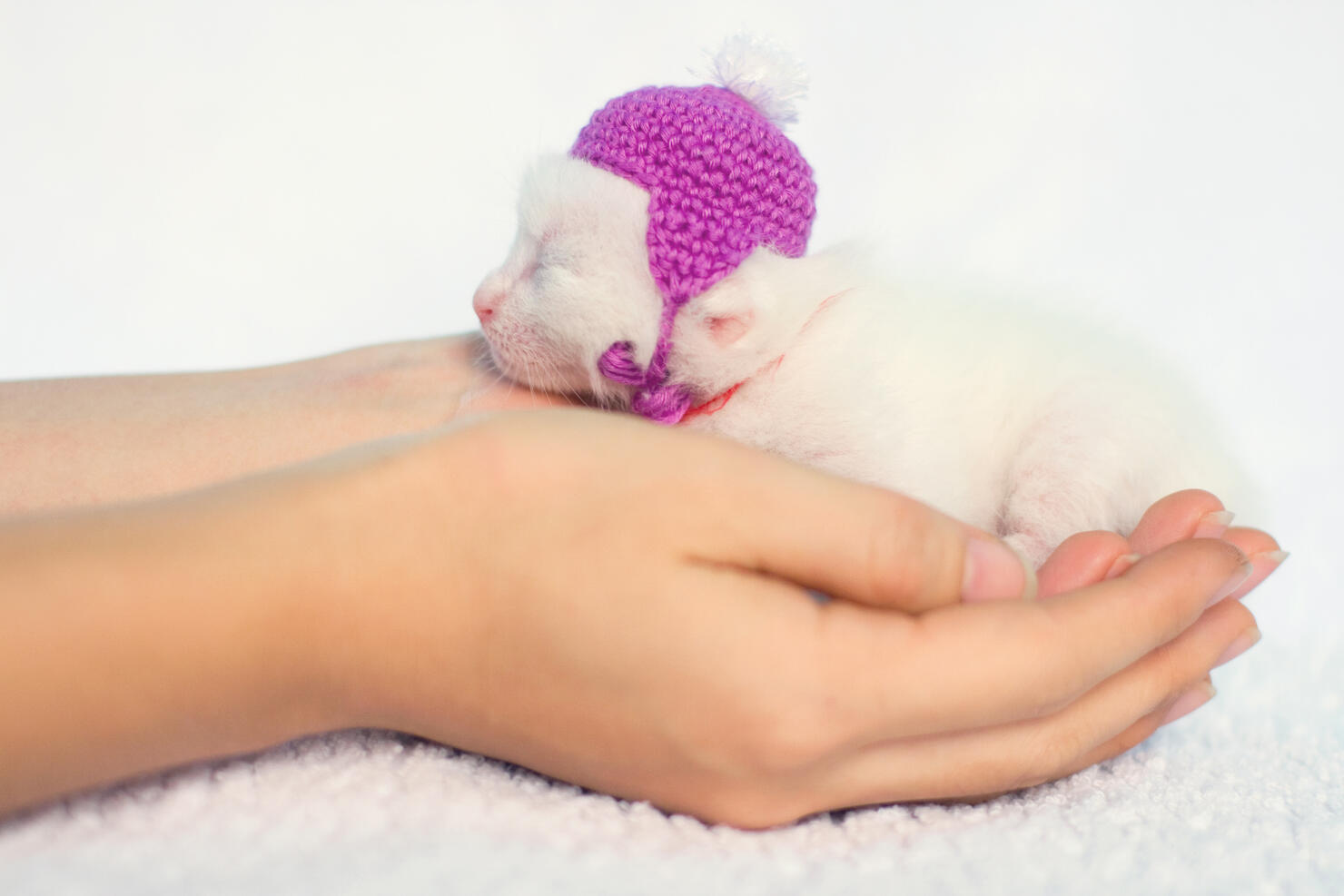  Palm-Sized Kitty