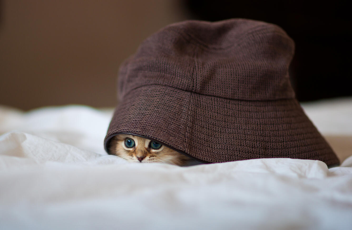  Hide-And-Seek Kitty