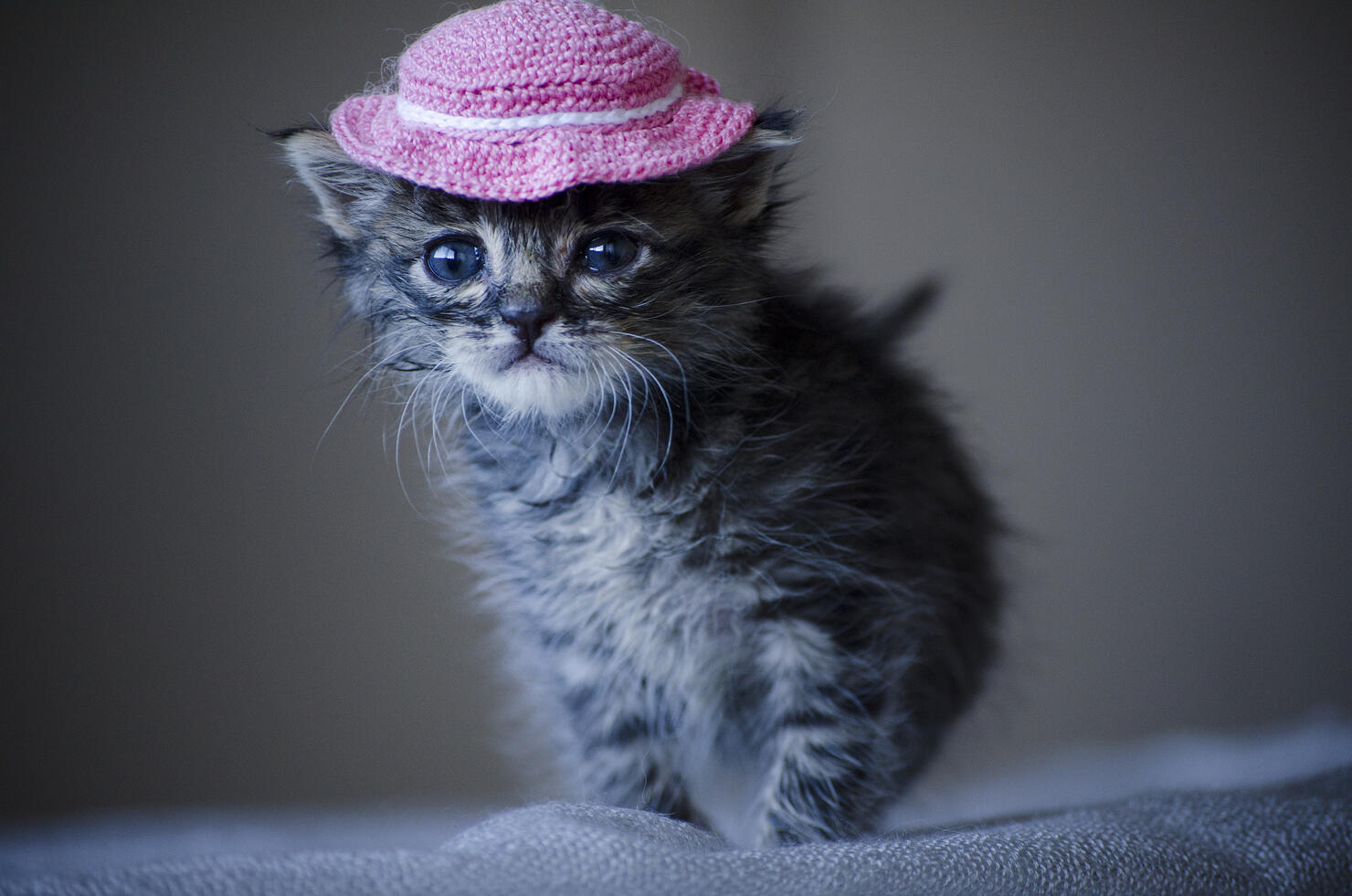 Blue-Eyed Kitty 