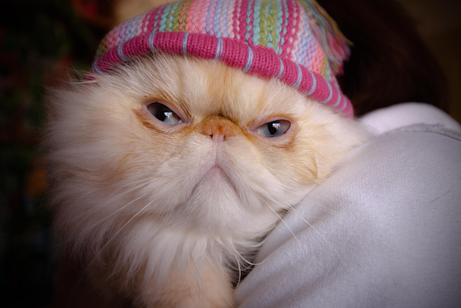 Beanie Kitty
