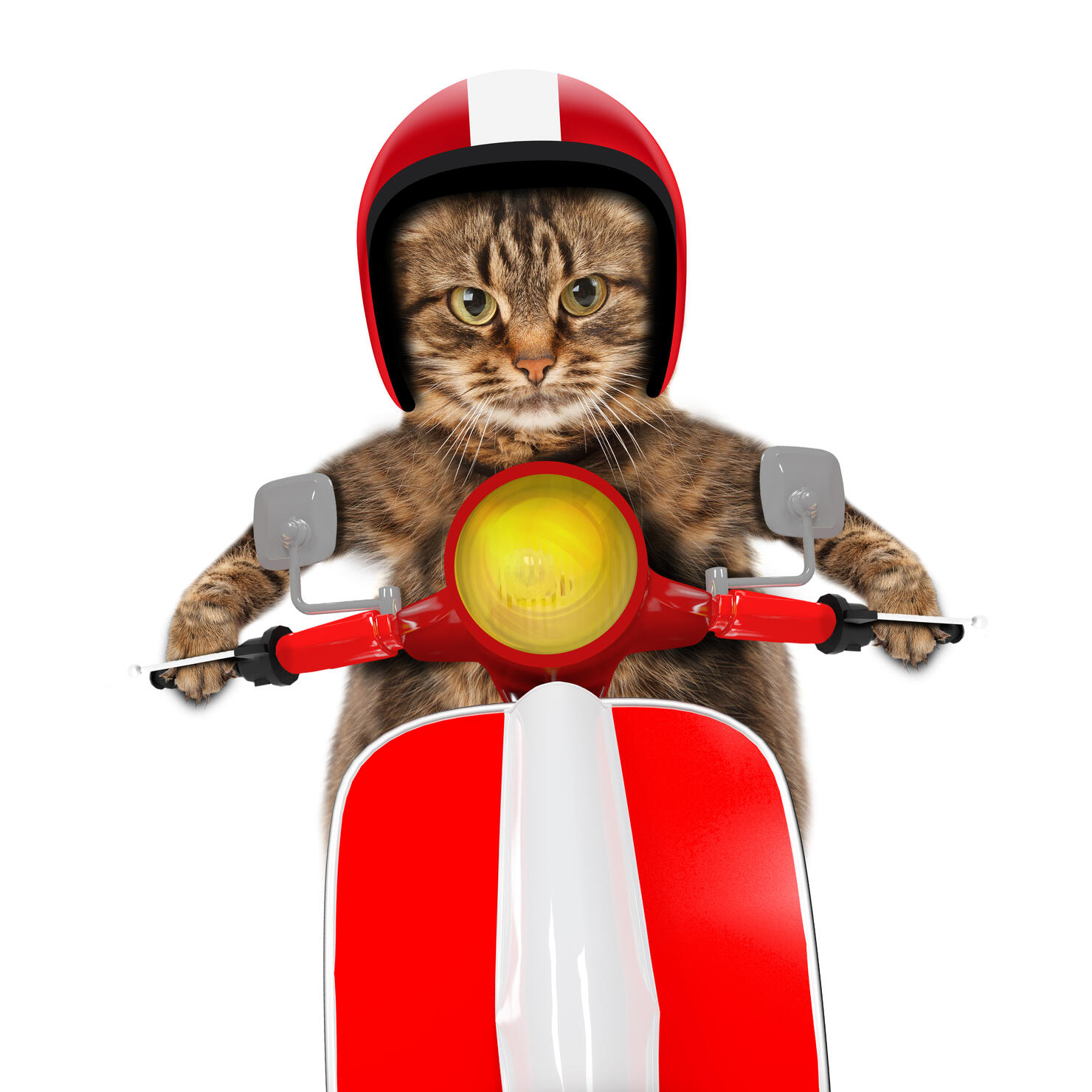 Motorcycle Kitty 