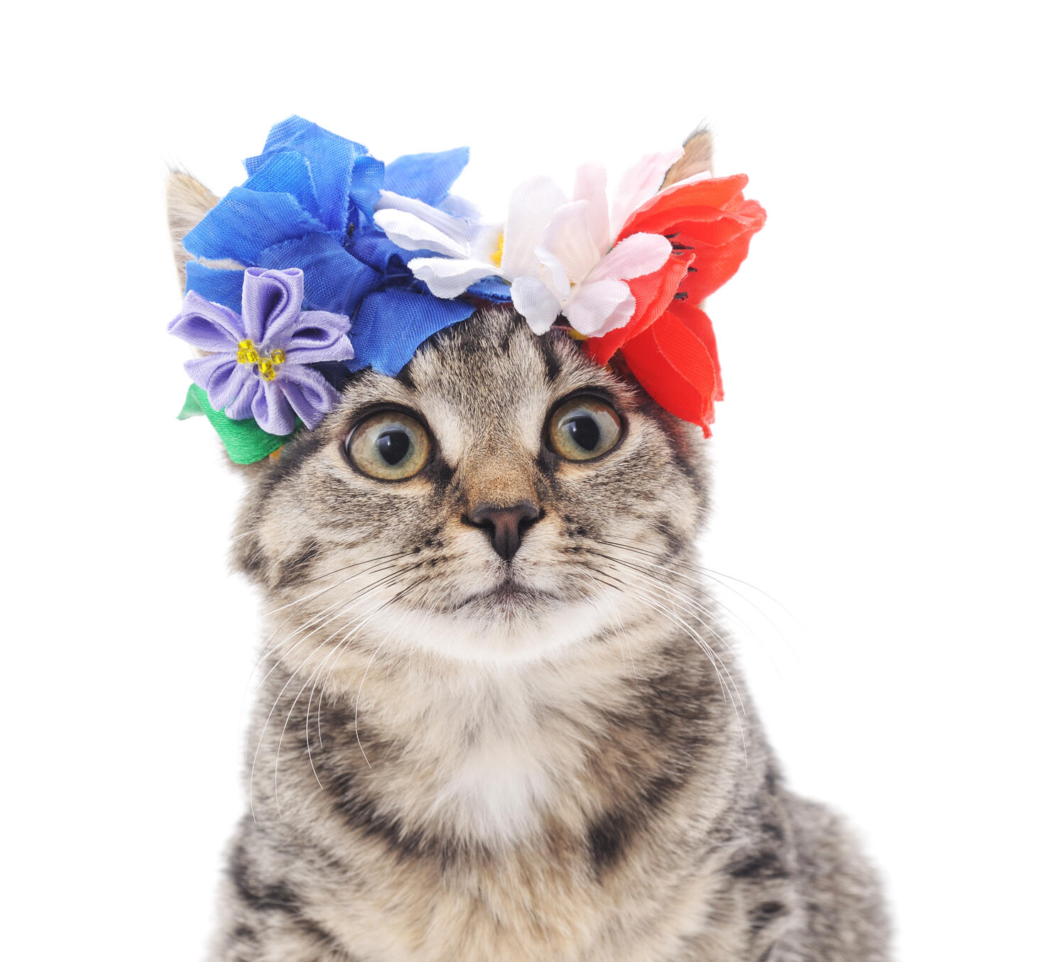 Coachella Kitty 
