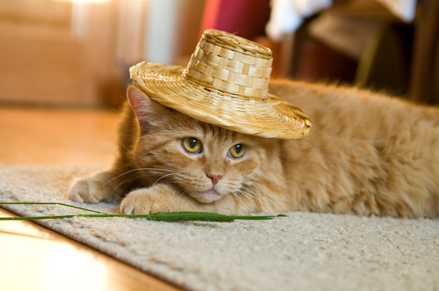 Southern Kitty