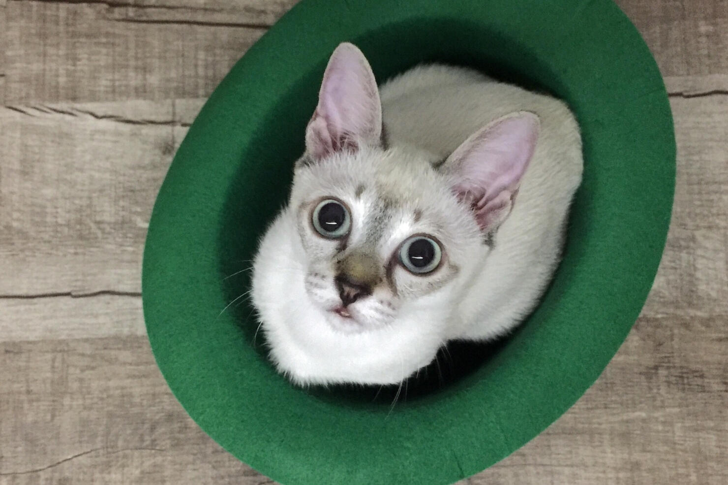St. Patrick's Day Kitty