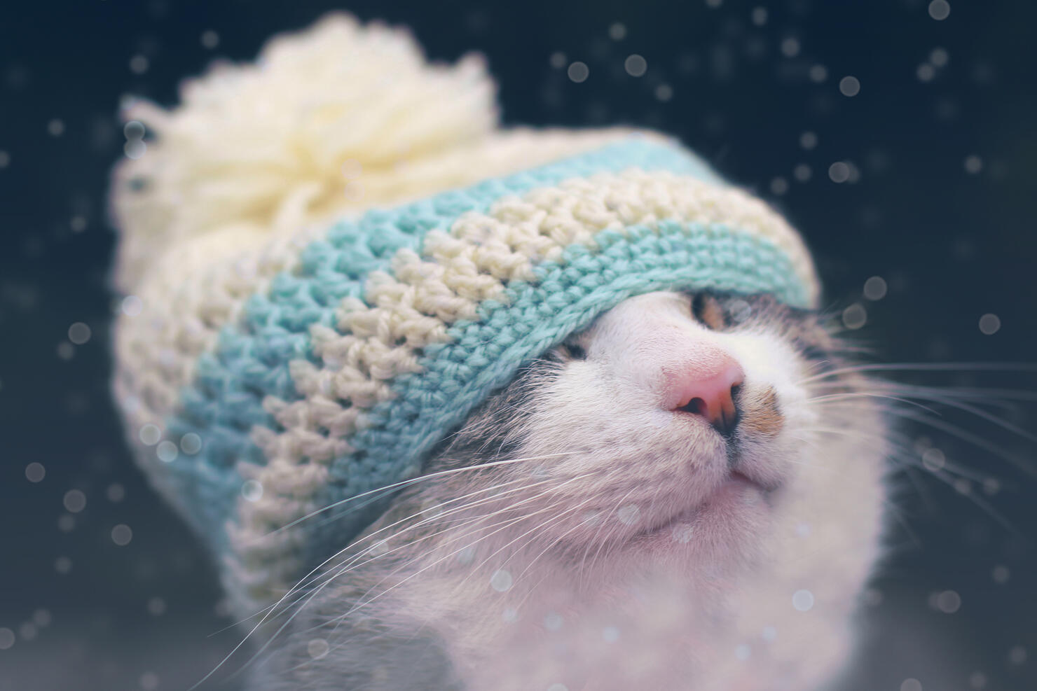 Snowy Kitty