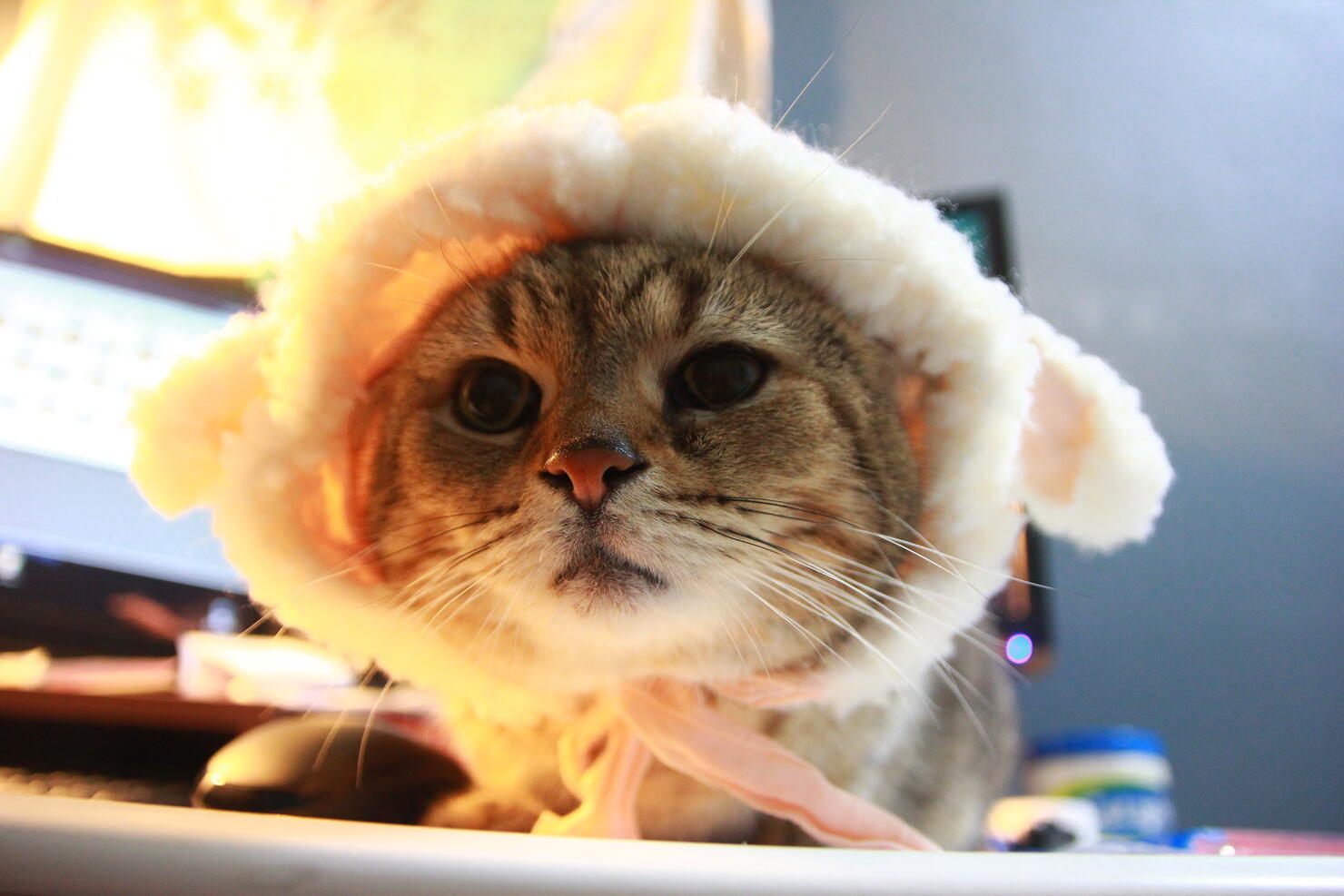 Role-Play Kitty