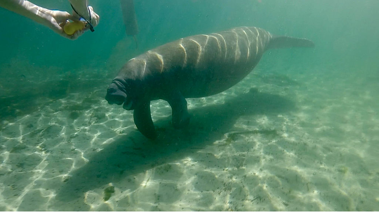 US-ENVIRONMENT-PEOPLE-ANIMAL