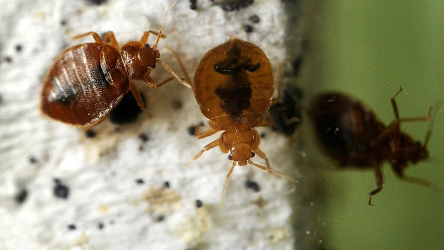 These bedbugs belong to Walter Penny who uses them to train his dog Macaroni to find them. They are about the size of a capital "O" in this caption. Bedbugs are known for being small, elusive and nocturnal, making them difficult to detect. The name bedbug