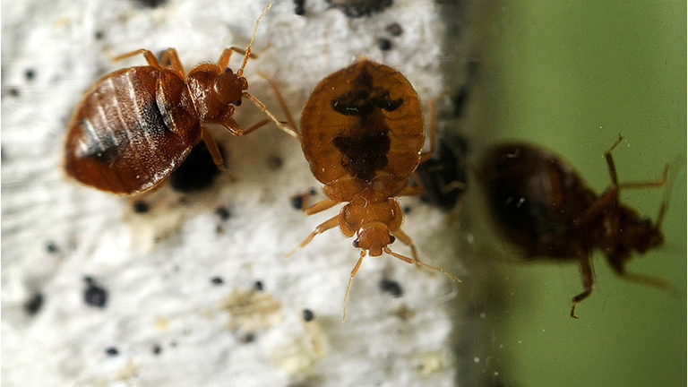 These bedbugs belong to Walter Penny who uses them to train his dog Macaroni to find them. They are about the size of a capital "O" in this caption. Bedbugs are known for being small, elusive and nocturnal, making them difficult to detect. The name bedbug