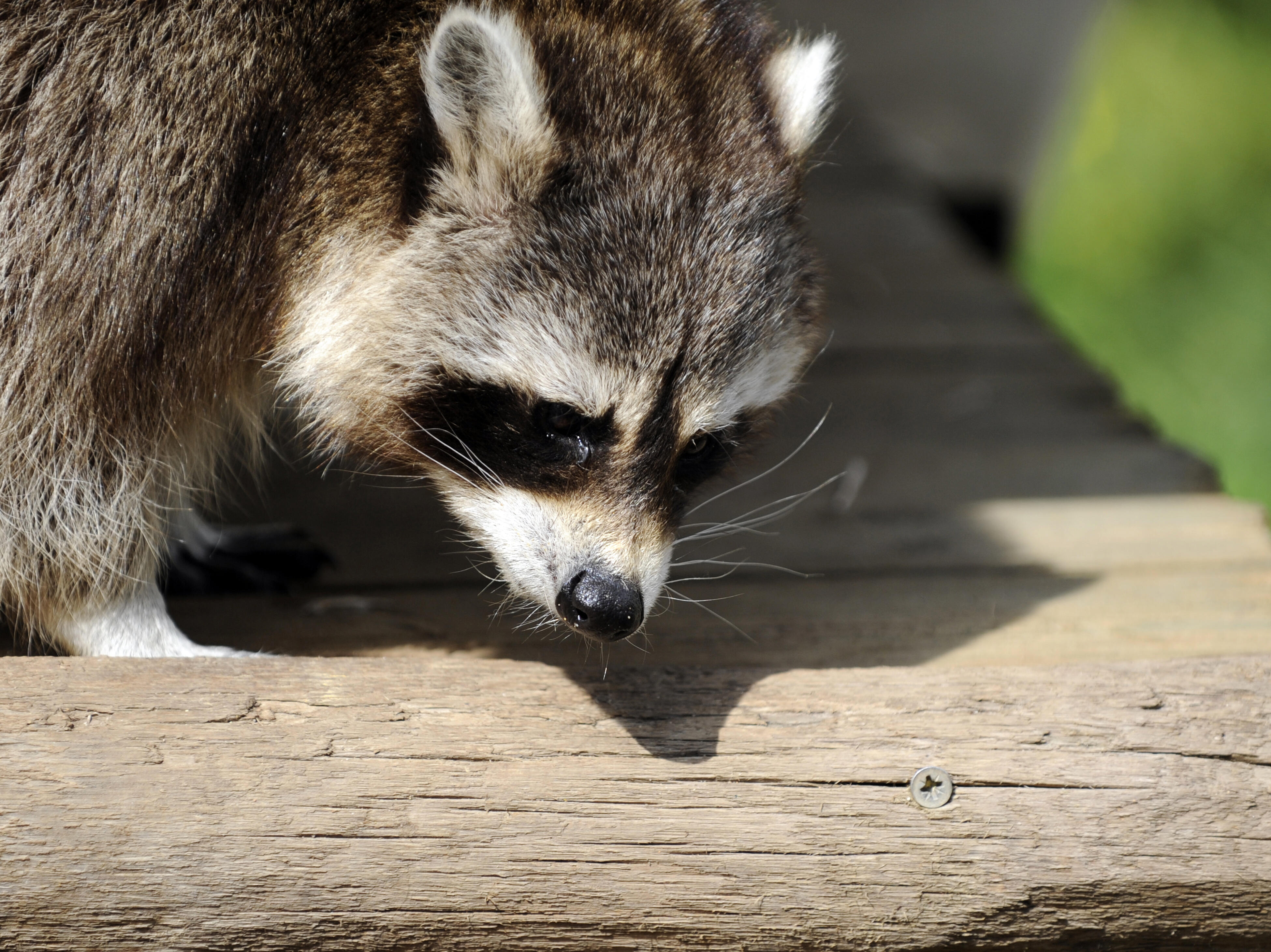 Raccoon Stuck In A Jar Of Peanut Butter Jim Kerr Rock & Roll Morning