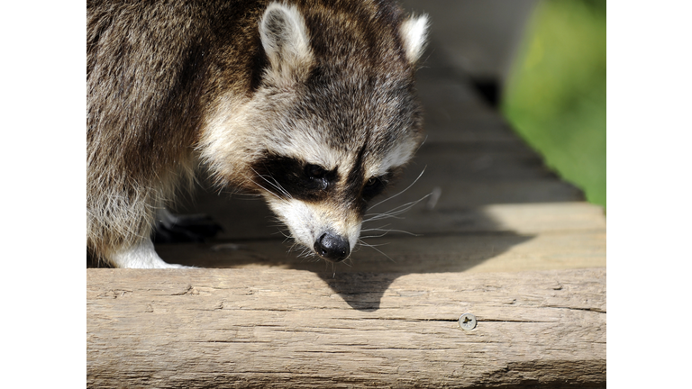 A raccoon is pictured at the zoo of Amne