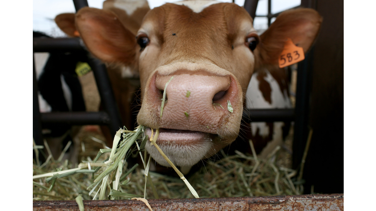 Plummeting Price Of Milk Leaves Dairy Farms Struggling For Profit