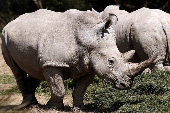Rhinos Charge Car At Safari Park - Thumbnail Image
