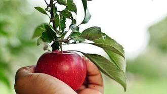 Appledoodle Cookie Recipe