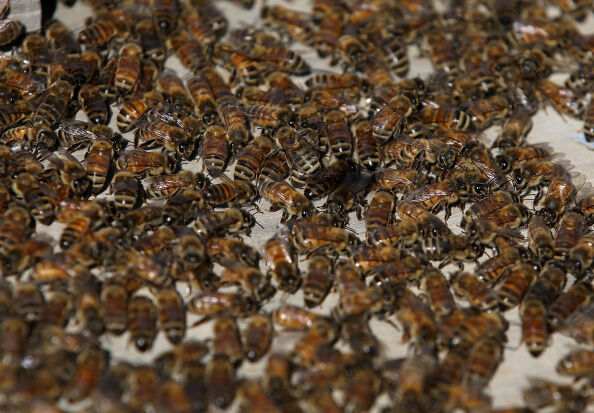 Statewide Drought Takes Toll On California's Honey-Producing Bee Population