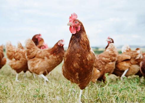 Chickens standing in field