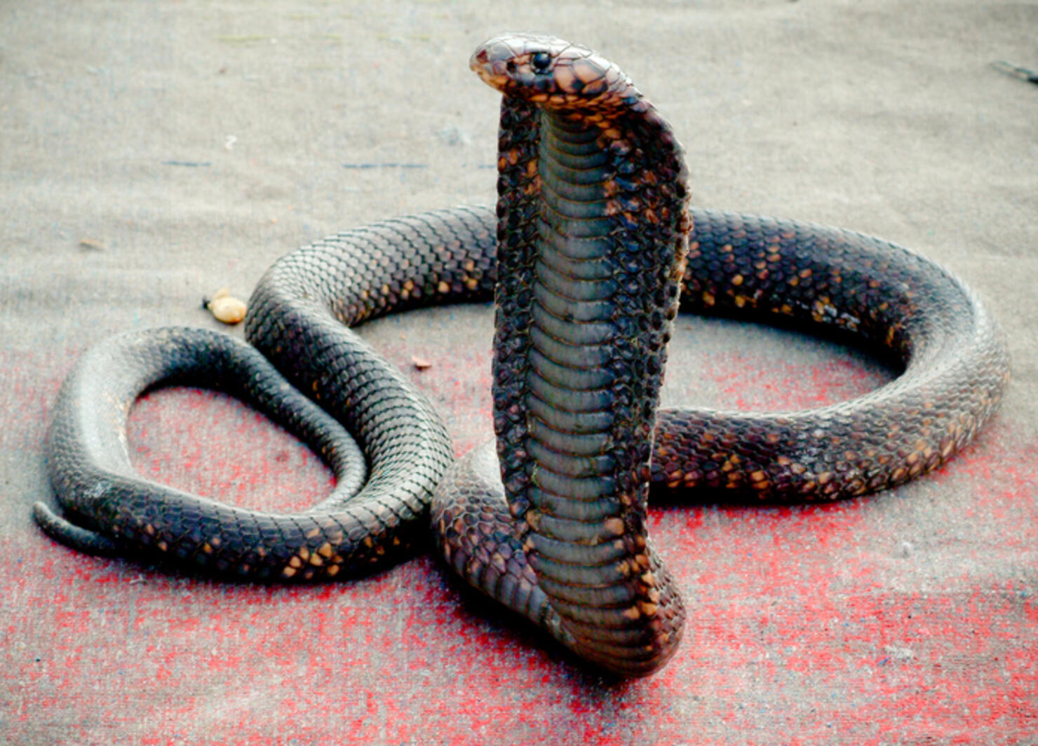 Africa, North Africa, Morocco, View Of Cobra Snake Used To Entertain Tourists (Year 2007)