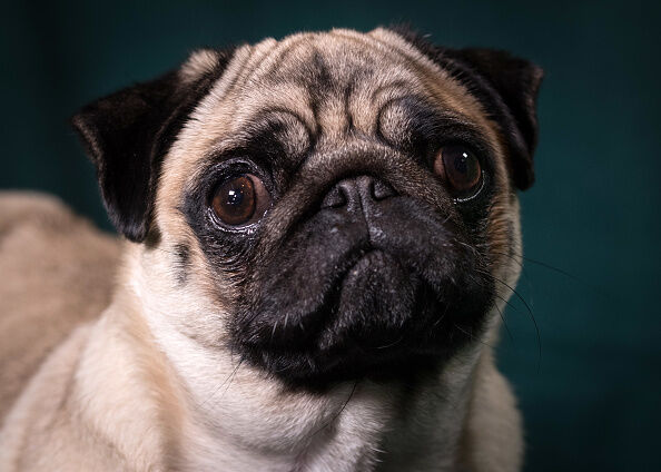 Crufts 2017 - Portraits Of Man's Best Friend