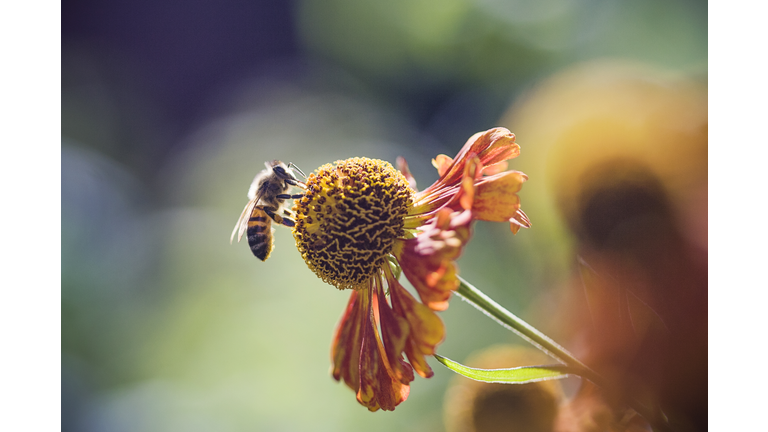 Bee on flower