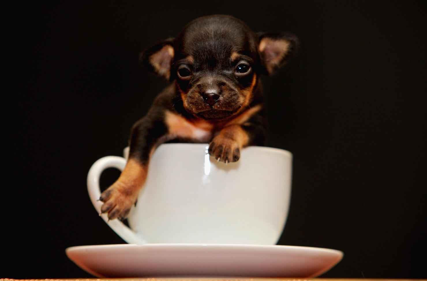 Newborn Chihuahua Is One Of The World's Smallest Puppies