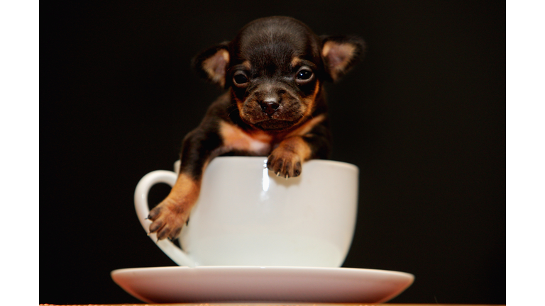Newborn Chihuahua Is One Of The World's Smallest Puppies
