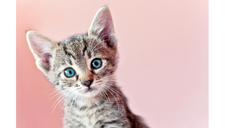 Cat Trapped In Donation Bin is Actually A Toy