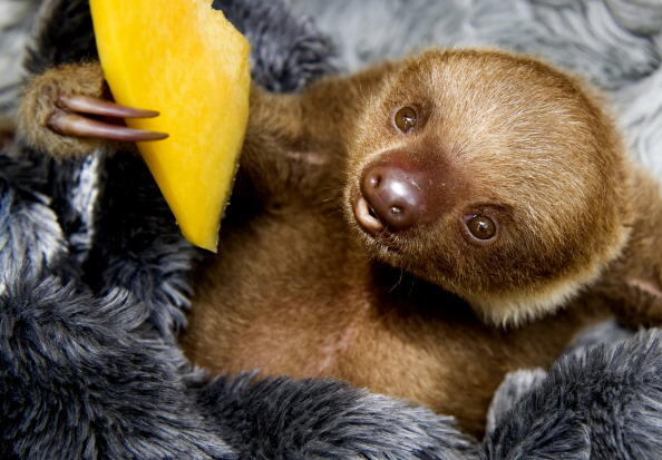 A baby two-toed sloth (Choloepus) eats fruit at the Aiunau Foundation in Caldas,  some 25 km south of  Medellin, Antioquia department, Colombia on September 15, 2012. Croatian scientist Tinka Plese created the foundation 10 years ago, where sloths --which