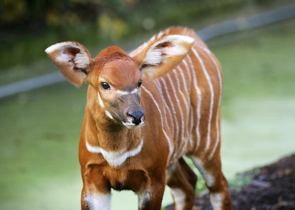 London, UNITED KINGDOM:  A male baby bongo calf ventures out into the cold with its mother 09 December 2005 in their enclosure at London Zoo. The bongo is the largest antelope to roam the rain forests of Africa but is threatened due to its habitat destruc