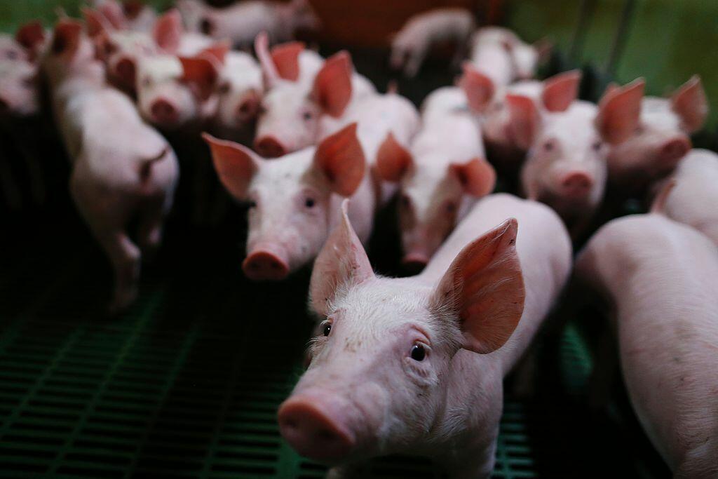 Mexico imposes tariffs on U.S. Pork - Thumbnail Image