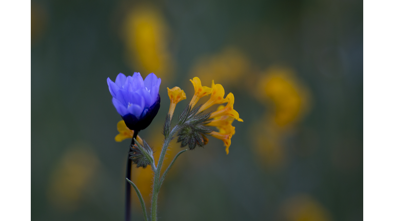 Rare "Super Bloom" Of Wildflowers Occurs In California Desert After Heavy Rain Falls