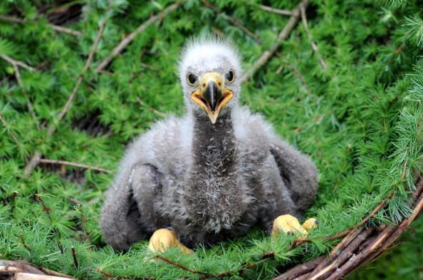 A baby sea eagle sits in a nest at a wild animals park in Eekholt, northern Germany, on May 15, 2012. The bird was born on April 25, 2012 at the park and is brought up by keepers.      AFP PHOTO / CARSTEN REHDER    GERMANY OUT        (Photo credit should 