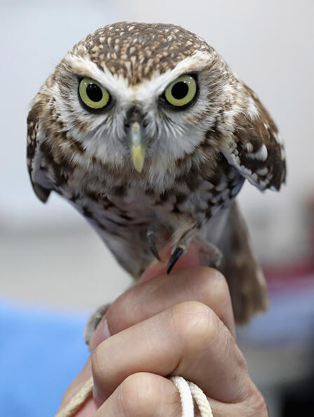 ABU DHABI, ABU DHABI - NOVEMBER 07:  A burrowing owl called 'baby' during a visit by Camilla, Duchess of Cornwall  to the Abu Dhabi Falcon Hospital on the second day of a Royal tour of the United Arab Emirates on November 7, 2016 in in Abu Dhabi, United Arab Emirates. Prince Charles, Prince of Wales and Camilla, Duchess of Cornwall are on a Royal tour of the Middle East starting with Oman, then the UAE and finally Bahrain.  (Photo by Chris Jackson/Getty Images)