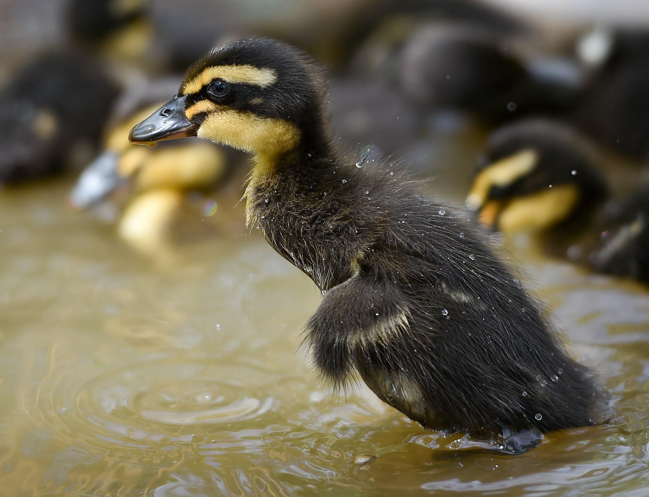 A duckling stands in the water of a garden in Sieversdorf, eastern Germany on May 14, 2014. The fourteen ducklings are ten days old and explore the area.   AFP PHOTO / DPA / PATRICK PLEUL   +++GERMANY OUT+++        (Photo credit should read PATRICK PLEUL/
