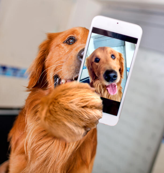 Cute dog taking a selfie with a cell phone