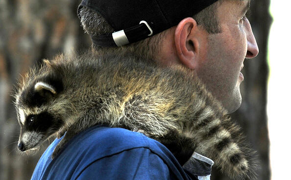 A man carries a baby raccoon on his shoulder at a zoo in Tbilisi on June 13, 2016.  / AFP / Vano Shlamov        (Photo credit should read VANO SHLAMOV/AFP/Getty Images)