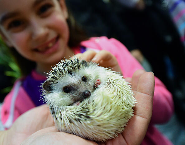 A girl holds a baby hedgehog in Lurdy House in Budapest on February 7, 2016, during a two-day international cat exhibition and fair in the Hungarian capital. / AFP / ATTILA KISBENEDEK        (Photo credit should read ATTILA KISBENEDEK/AFP/Getty Images)