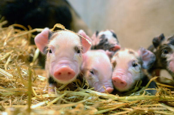 GLASGOW, SCOTLAND - APRIL 30:  Newly born Kunekune piglets in the Galloway building in the small animal hospital at the School of Veterinary Medicine at the University of Glasgow on April 30, 2013 in Glasgow, Scotland. One of only two veterinary schools i