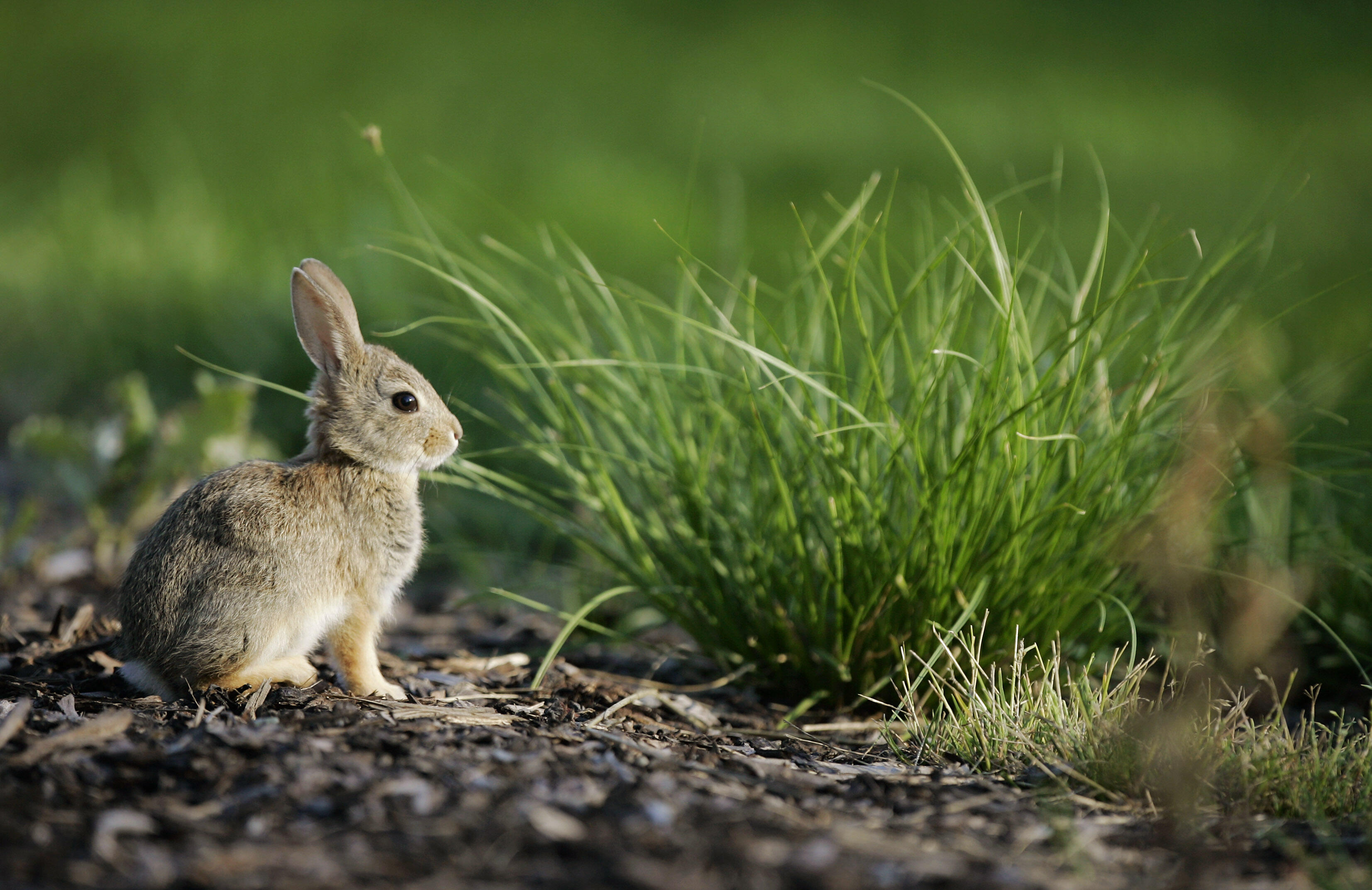 CASTLE ROCK, CO - AUGUST 7:  A cottontail rabbit nibbles on some grass near the 17th tee during the International at Castle Pines Golf Club on August 7, 2005 near Castle Rock, Colorado.  (Photo by Brian Bahr/Getty Images)