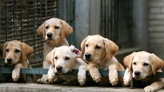 Want Your Human to Live Longer? Good Dog!