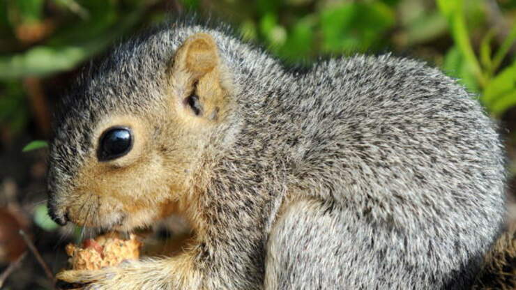 Baby Squirrel Eating Makes The Cutest Sounds! Real Radio