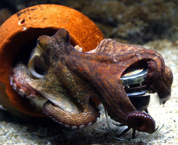 COPENHAGEN, DENMARK:  A two-month-old octopus (Octupus Vulagaris) tries to unscrew the lid of a jar to get hold of its content, a crab, 23 June 2004 at Denmark's Aquarium in Copenhagen. The half-kilo heavy, half-meter long Mediterranean creature did not s