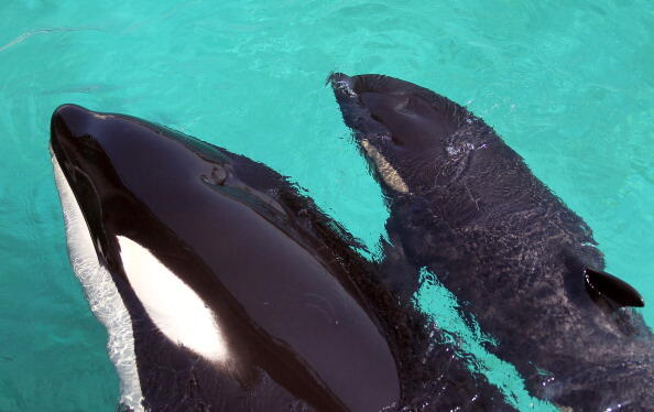 Female orca Wikie swims with her calf born by artifical insemination on April 19, 2011 at Marineland animal exhibition park in the French Riviera city of Antibes. Born on March 16, the two metre long baby weighing 150 kilos hasn't yet been called. AFP PHO